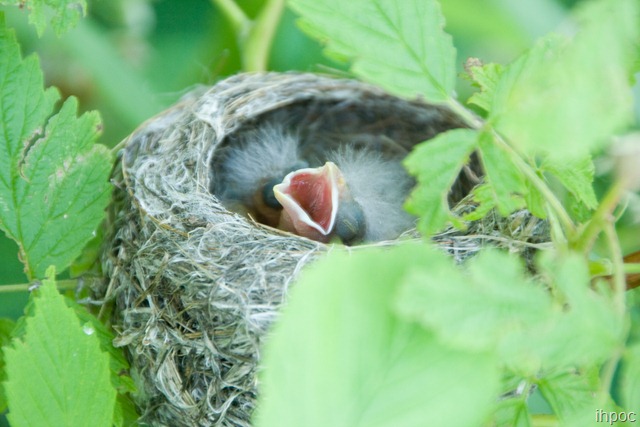 [Baby Bird in my Raspberry Bushes[2].jpg]