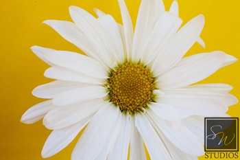 IMG_4910 web