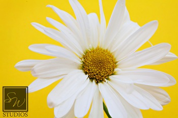 IMG_4916 web