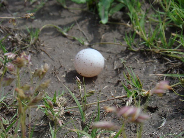 [05-18-10 bird egg found 01[2].jpg]