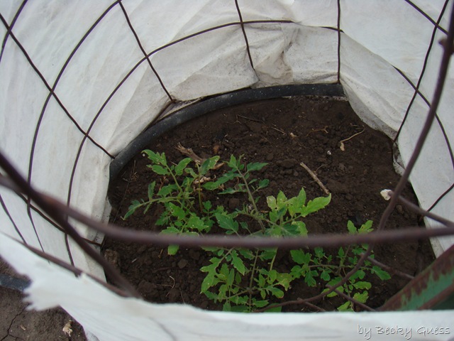 [05-18-10 tomatoes[2].jpg]