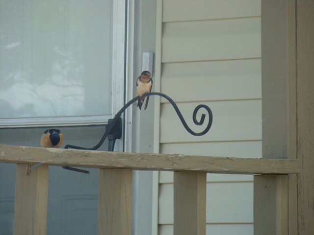 [05-23-09 Barn swallows on porch004[2].jpg]