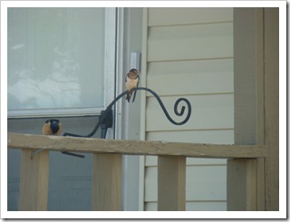 05-23-09 Barn swallows on porch004