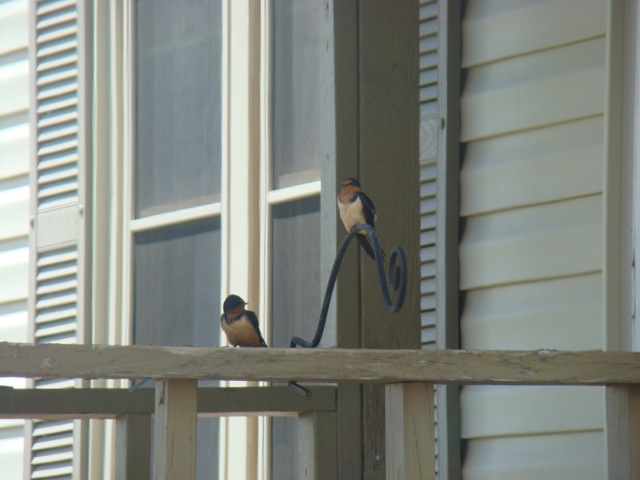 [05-23-09 Barn swallows on porch003[2].jpg]