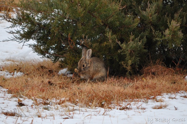 [11-12-10 Rabbit in snow 06[3].jpg]