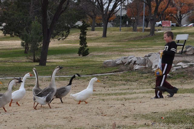 [11-24-10 Feeding geese 05[3].jpg]