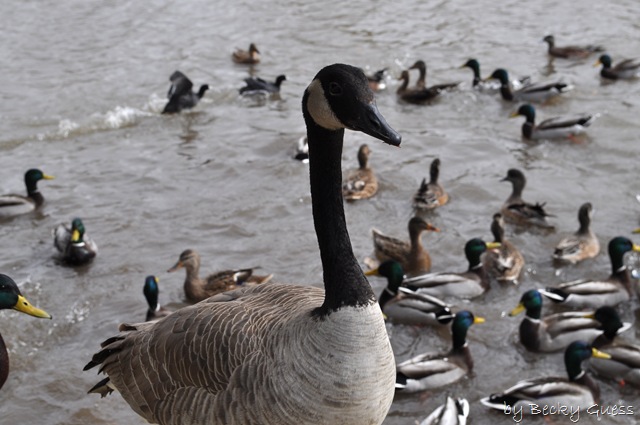 [11-24-10 Feeding geese 17[4].jpg]