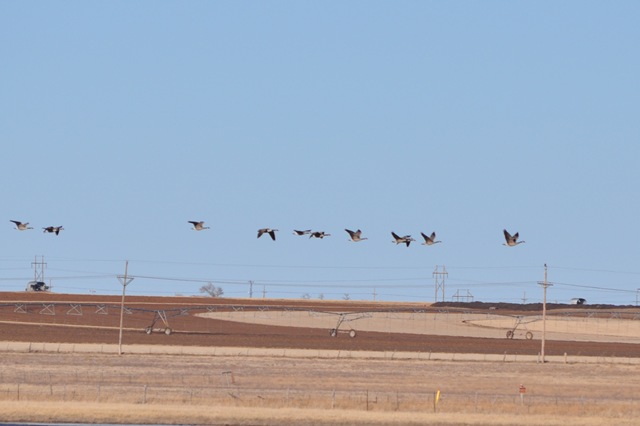 [02-15-11 sky and geese 01[3].jpg]