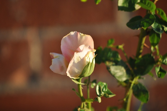 [05-08-11 flowers 01[2].jpg]
