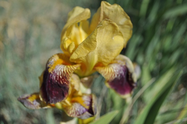 [05-09-11 flowers 03[2].jpg]