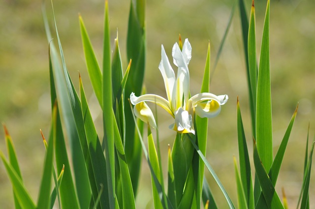[05-18-11 spider irises 3[2].jpg]