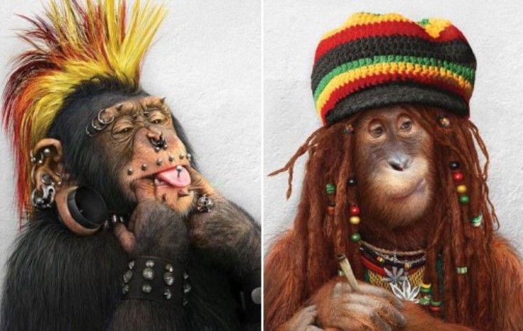 Emo Ape and Rap Ape Punk Ape and Rasta Ape Hey, don't blame Robot nine, Emo Ape and Rap Ape Punk Ape and Rasta Ape Hey, don't blame Robot nine,