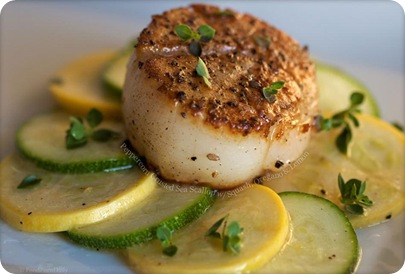 scallop