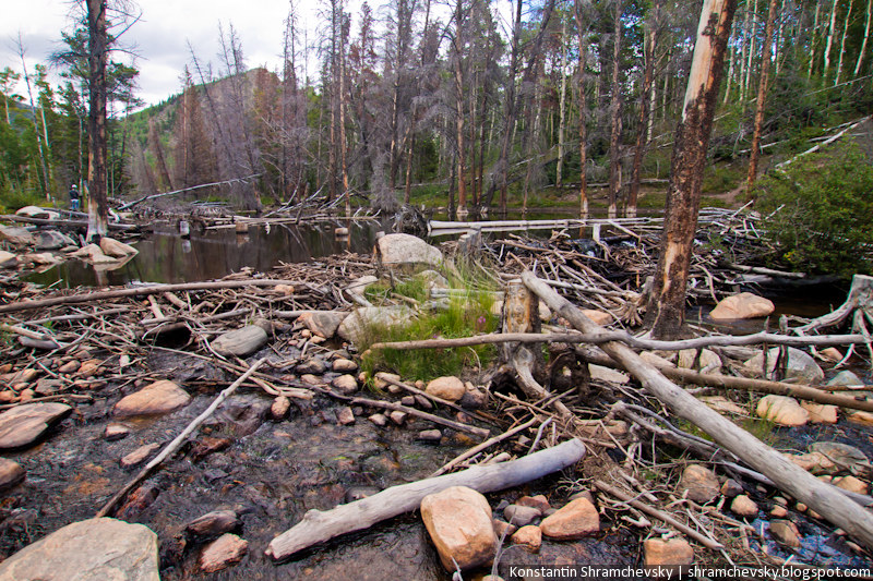 USA United States of America Colorado Jefferson Lake Rocky Mountains Beaver Dam Pond США Соединенные Штаты Америки Колорадо Джефферсон Озеро Лейк Скалистые Горы Бобровая плотина запруда