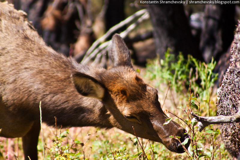 USA Colorado Rocky Mountains National Park Deer Elk Moose США Колорадо Роки Маунтинз Национальный Парк Скалистые Горы Олень Лось