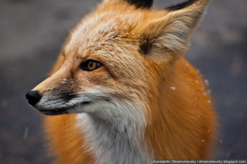 Fox Лис