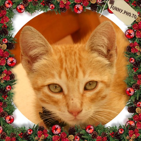 [Funny Pho-to 8[3].jpg]