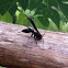Wasp