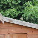 Juvenile Blue Tit