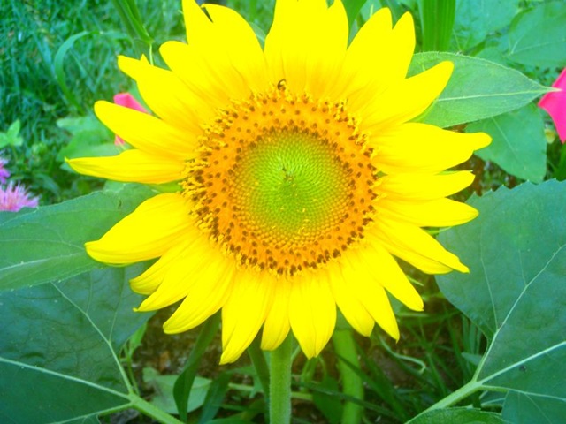 [sunflower[3].jpg]