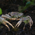 Landkrabbe am Indian River