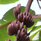 rote Bananen im Bananenmuseum