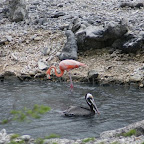 Pink and Black - Flamingo und Pelikan