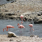 Bonaire, die Insel der Flamingos (der Airport heisst auch Flamingo und hat die selbe Farbe)