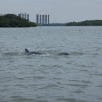 Delphine zwischen den Mangroven