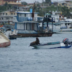 Seelöwen im Hafen von San Cristobal