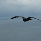 Fregattvogel im Anflug