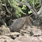 der letzte seiner Art: lonesome George