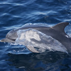 striped dolpin 1.JPG