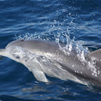 striped dolphin 4.JPG