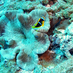 Wer findet hier den Blatt-Fisch? (er guckt nach links)