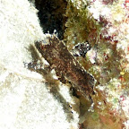 ein ganz kleiner Blatt-Fisch