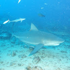 Nicht zu glauben dass diese Tiere extrem scheu sind!