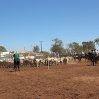 Die schon im Wettbewerb gebrauchten Rinder werden zurückgescheucht und in einen Road Train verladen.