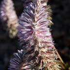 noch eine Wüstenblume