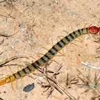 Dieser Hundertfüsser hat fiese Giftzangen am Kopf.