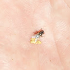 Und der Goldgräber Simon war doch noch erfolgreich: Sein erstes Nugget!