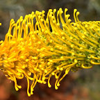 Blüten einer Wüstenpflanze und dazwischen glitzert der Nektar.