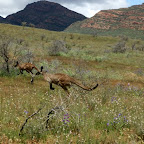 Und da hüpfen sie...