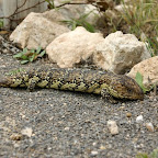 eine Stummelschwanz-Echse