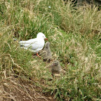 Sea Gulls mit Jungen auf Philip Island