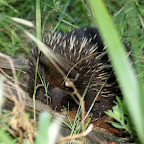 Echidna - angetroffen auf dem Campingplatz Bear Gully