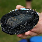 Paua, Unterseite. Dies ist der schwarze Fuss dieser Schnecke.