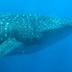 Walhai, etwas näher. Mit Schiffhalter-Fischen am Bauch.