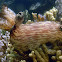 Jorunna rubescens