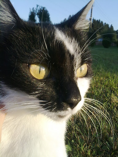 Slika